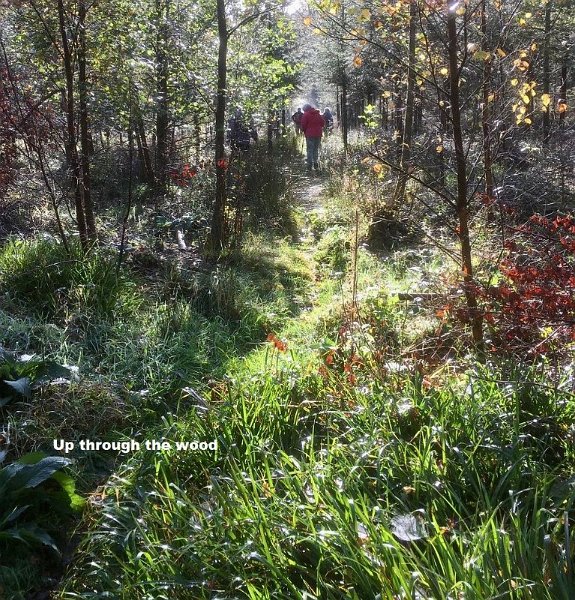 Up through the wood